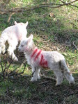 SX12831 Icle lambs.jpg